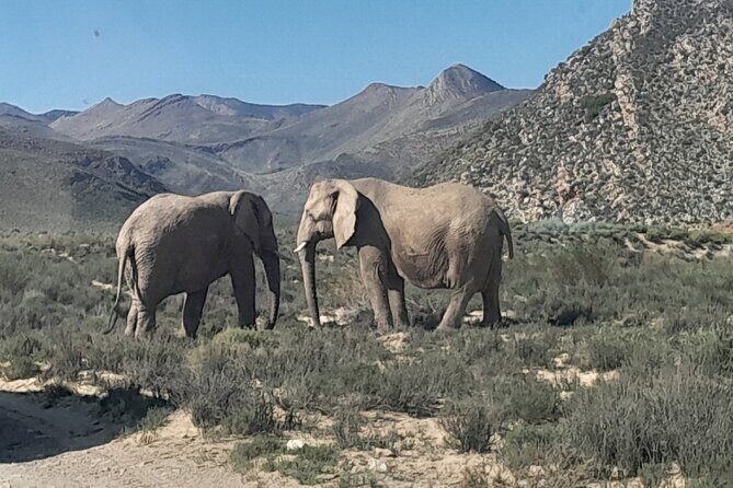 Cape Town Full Day Aquila reserve safari - The Real Value of the Experience
