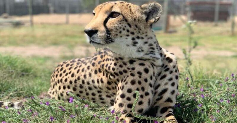 Cape Town Full-Day Cheetah Outreach & Winelands Private Tour - A Deep Dive into the Experience
