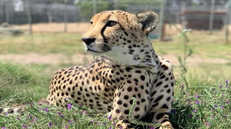 Cape Town Full-Day Cheetah Outreach & Winelands Private Tour - FAQ