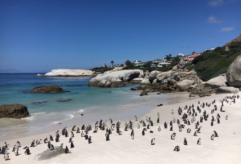 Cape Town: Full-Day Private Tour with Cape Point & Penguins - Who Will Love This Tour?