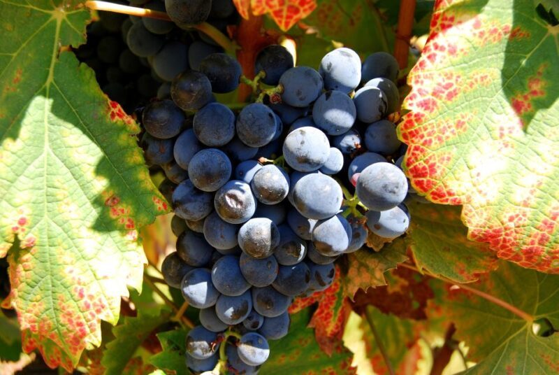 Cape Town: Full-Day Winelands Tour with Wine Tastings & Food - Key Points