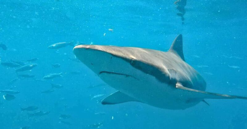 Cape Town: Gansbaai Eco-Friendly Shark Cage Diving Cruise - Key Points