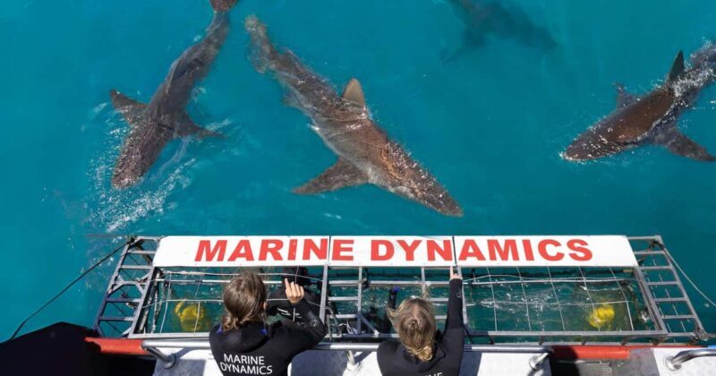 Cape Town: Gansbaai Eco-Friendly Shark Cage Diving Cruise - Practical Tips for Your Trip