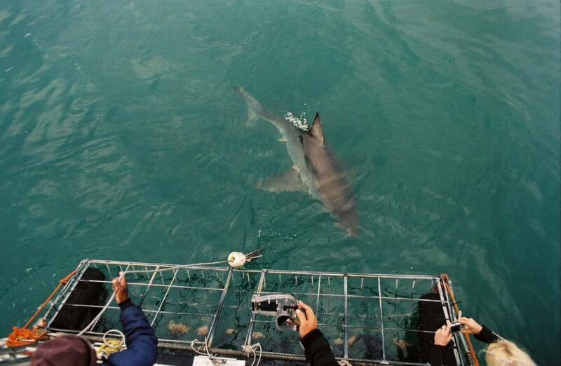 Cape Town : Gansbaai Eco-Friendly Shark Cage Diving Cruise - Key Points