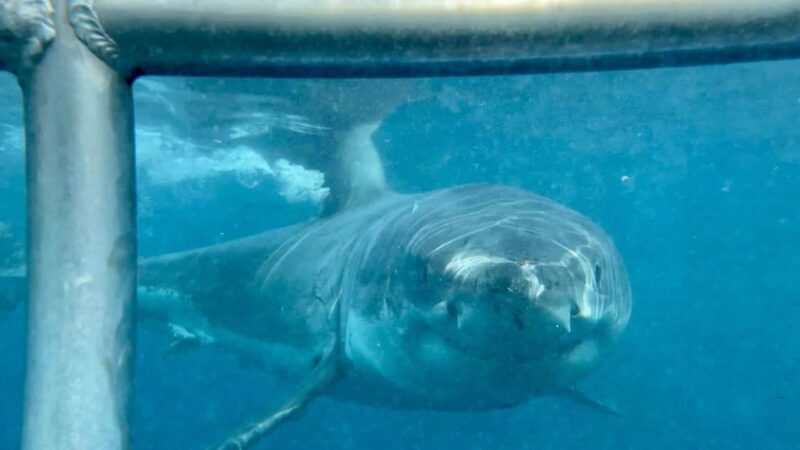 Cape Town : Gansbaai Eco-Friendly Shark Cage Diving Cruise - Setting the Scene: What the Tour Entails
