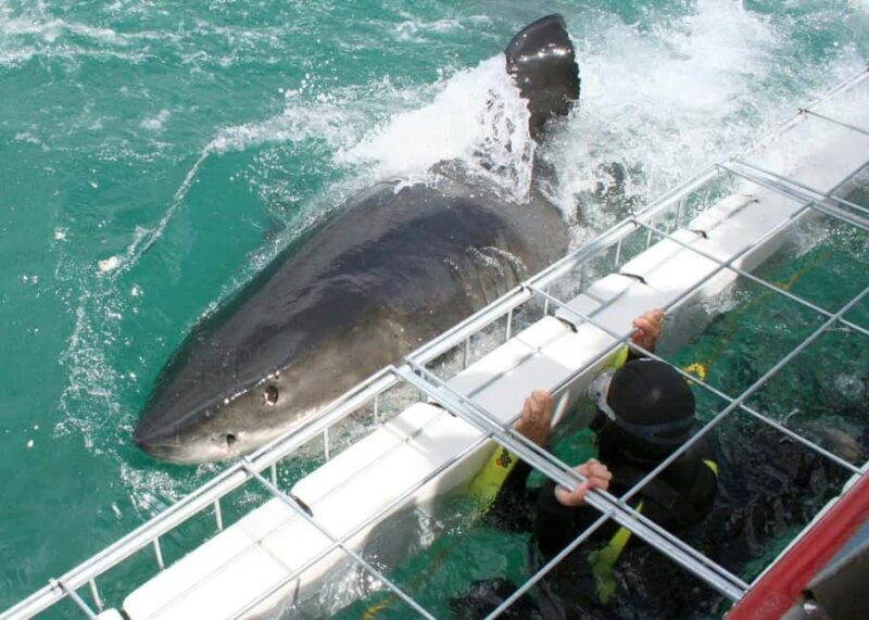 Cape Town : Gansbaai Eco-Friendly Shark Cage Diving Cruise - Comfort and Facilities