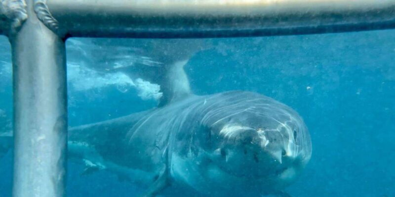 Cape Town : Gansbaai Eco-Friendly Shark Cage Diving Cruise - The Scenic Route & Wildlife Encounters