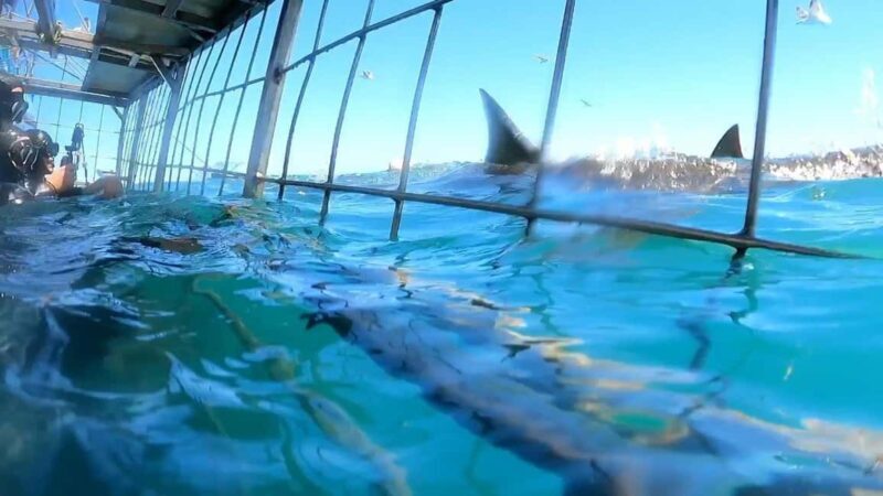 Cape Town : Gansbaai Eco-Friendly Shark Cage Diving Cruise - Overall Value and Experience
