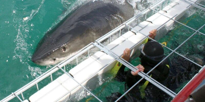 Cape Town : Gansbaai Eco-Friendly Shark Cage Diving Cruise - Who Should Consider This Tour?