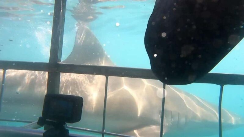 Cape Town : Gansbaai Eco-Friendly Shark Cage Diving Cruise - Final Thoughts