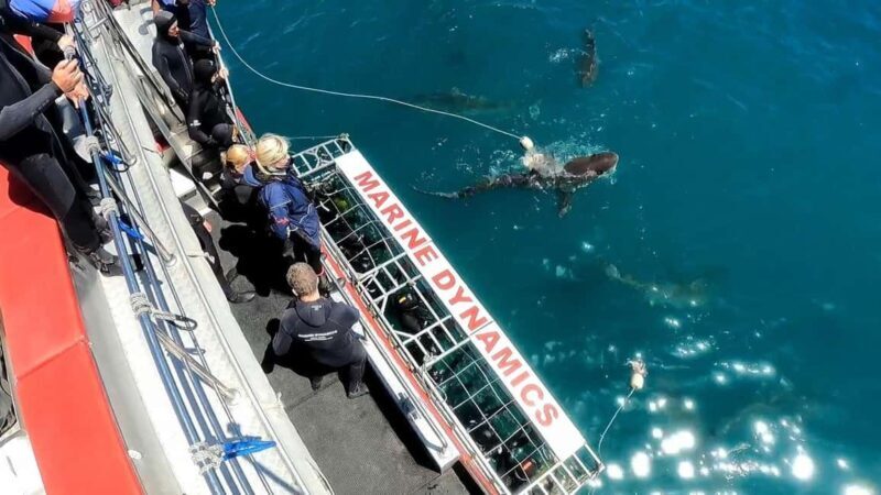 Cape Town : Gansbaai Eco-Friendly Shark Cage Diving Cruise - FAQ