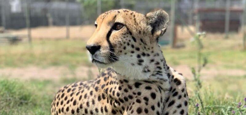 Cape Town: Giraffic , Cheetah Encounter and wine testing - Key Points