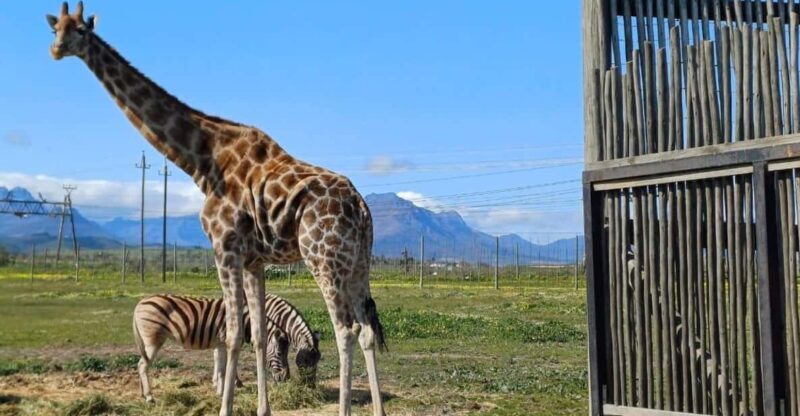 Cape Town: Giraffic , Cheetah Encounter and wine testing - The Itinerary in Detail