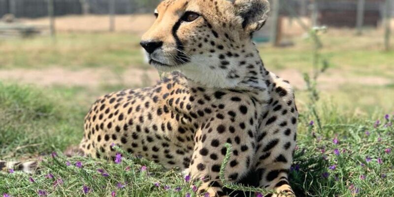 Cape Town: Giraffic , Cheetah Encounter and wine testing - FAQ