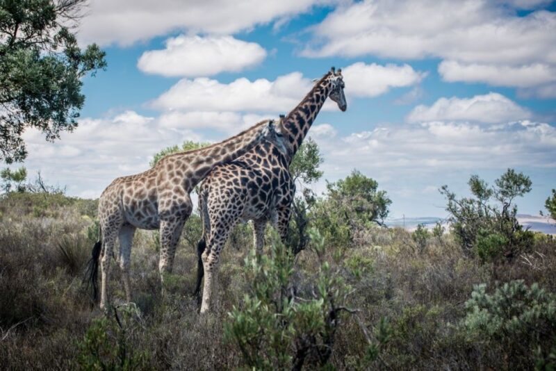 Cape Town: Guided e-Bike Safari Tour - Key Points