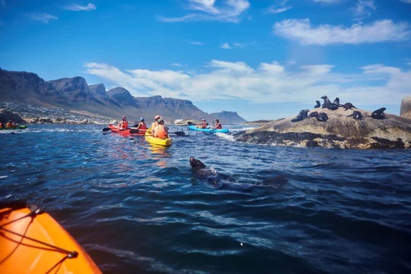 Cape Town: Guided Kayak Tour of Clifton Beaches & The Coast - Authentic Experiences and Reviews