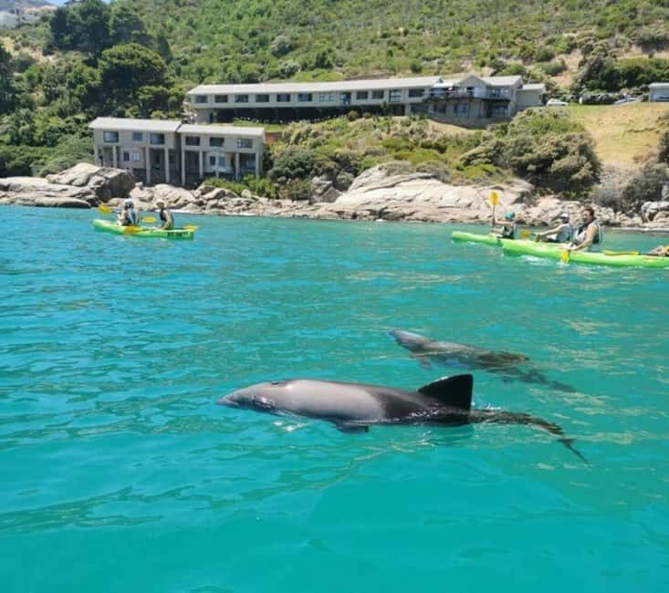 Cape Town: Guided Kayaking in Hout Bay - Key Points