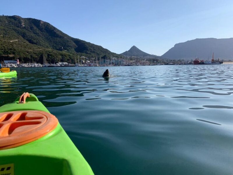 Cape Town: Guided Kayaking in Hout Bay - A Practical Look at the Guided Kayaking Experience in Hout Bay