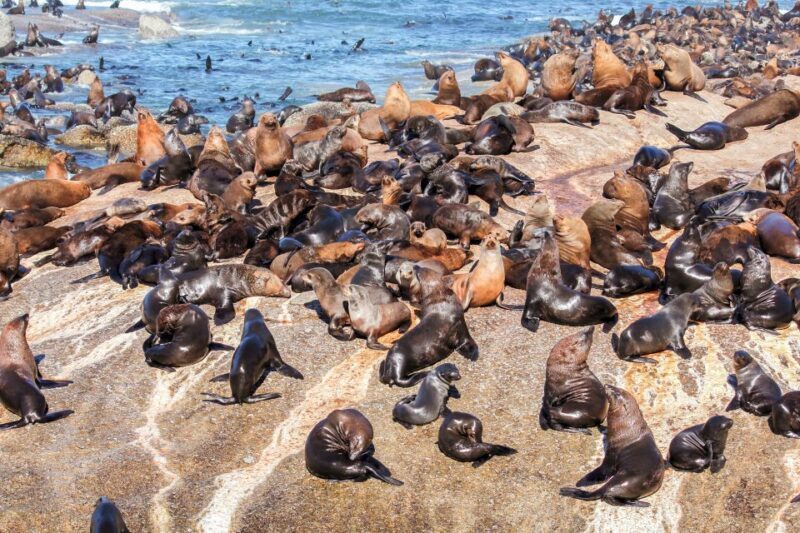 Cape Town: Guided Township Tour with Hotel Pickup - Who Should Consider This Tour?