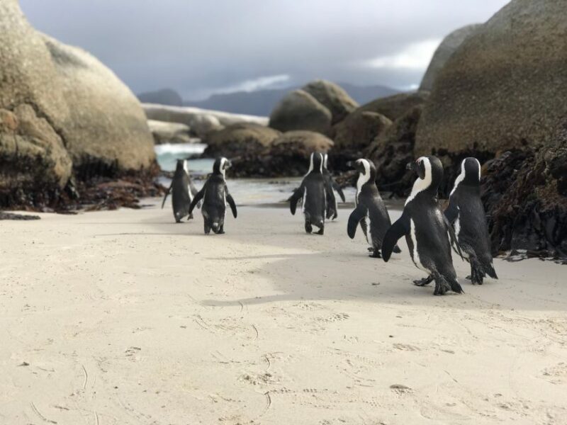Cape Town: Half-Day Boulders Beach & Penguin Encounter Tour - Introduction: What to Expect from This Tour