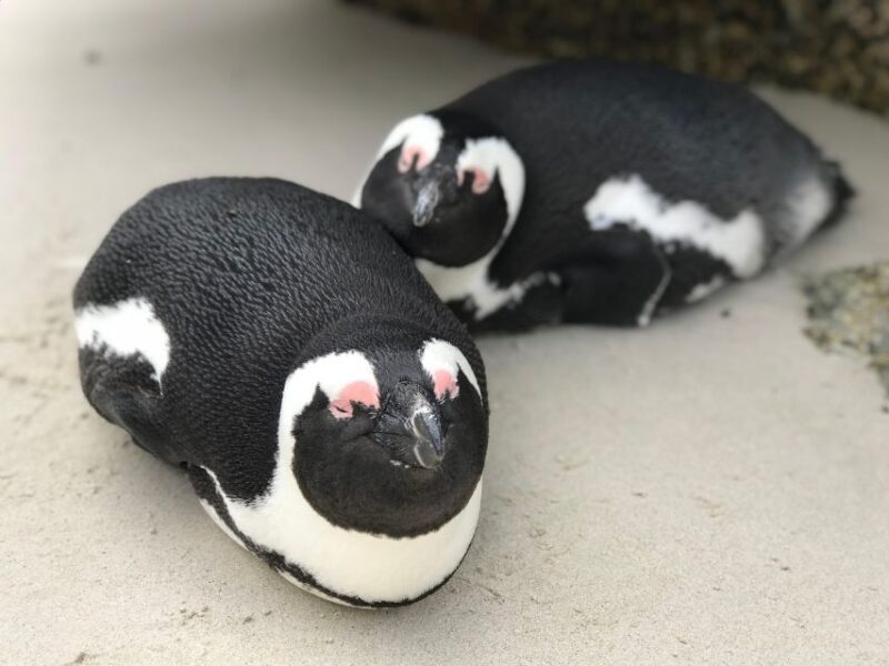 Cape Town: Half-Day Boulders Beach & Penguin Encounter Tour - Final Words: Who Should Consider This Tour?