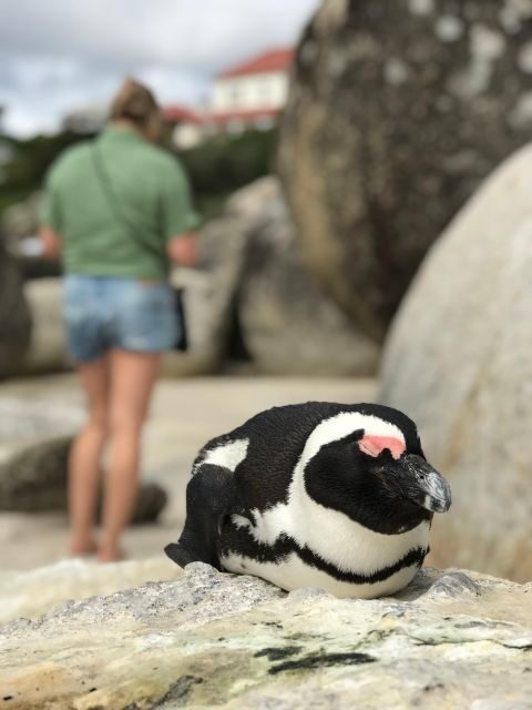 Cape Town: Half-Day Boulders Beach & Penguin Encounter Tour - FAQ