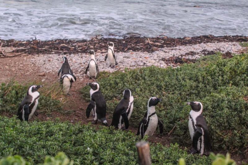 Cape Town: Hermanus Boat Cruise Whale Watching Tour - Logistics and Practicalities