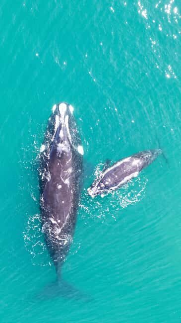 Cape Town: Hermanus Whale Watching Tour - The Itinerary and What to Expect
