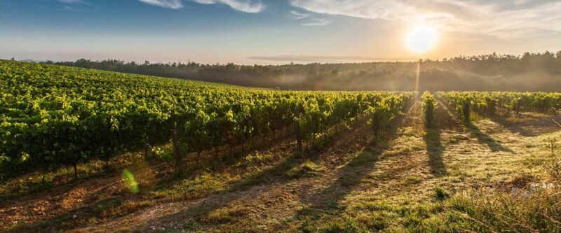 Cape Town: Hop On, Hop Off: Franschhoek Wine Tram Tour! - Key Points