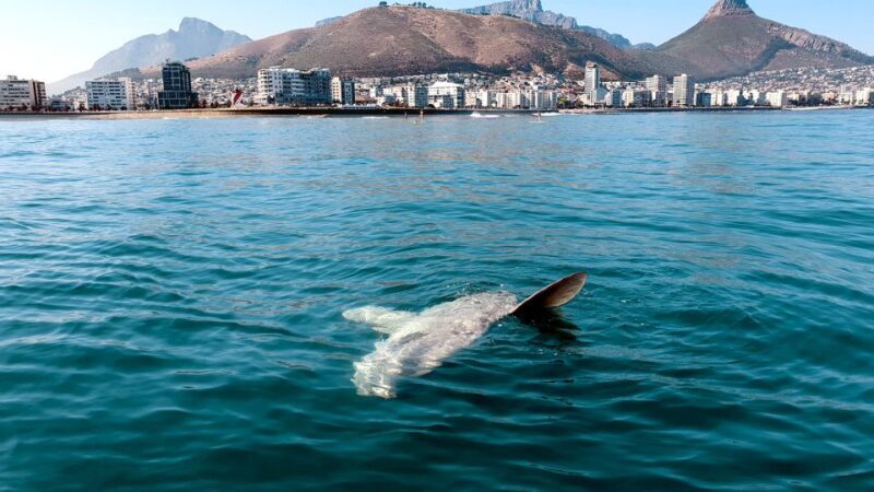 Cape Town: Marine Big 5 Ocean Safari from V&A Waterfront - Introduction
