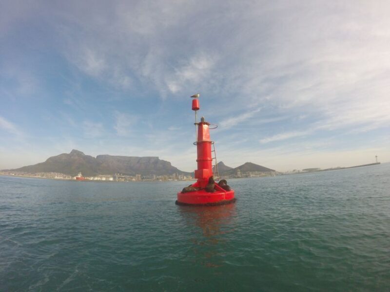 Cape Town: Marine Big 5 Ocean Safari from V&A Waterfront - Final Thoughts: Is It Worth It?