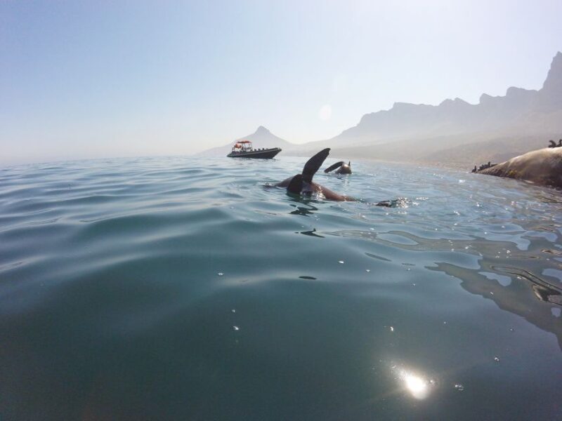 Cape Town: Marine Big 5 Ocean Safari from V&A Waterfront - Who Is This Tour Best For?