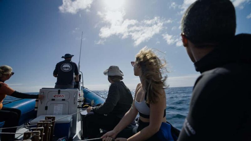 Cape Town: Marine Big 5 Ocean Safari & Research Expedition - What to Expect on Your Marine Big 5 Expedition