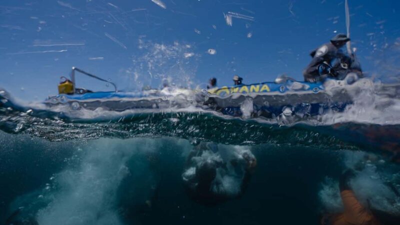 Cape Town: Marine Big 5 Ocean Safari & Research Expedition - How the Tour Feels in Practice