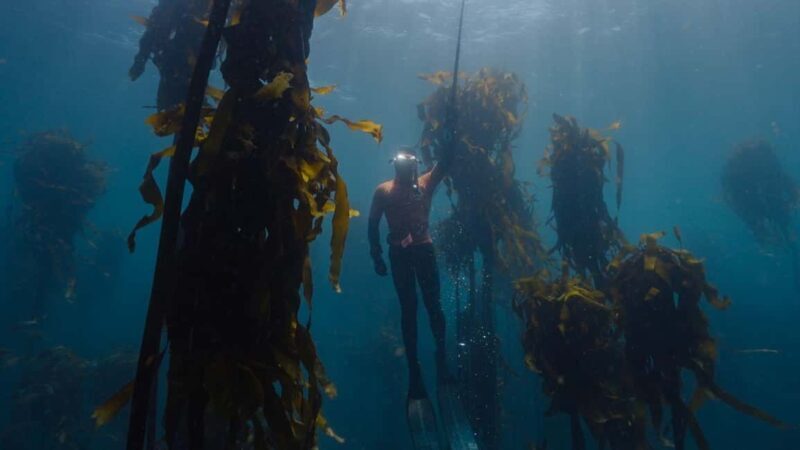 Cape Town: Marine Big 5 Ocean Safari & Research Expedition - FAQ