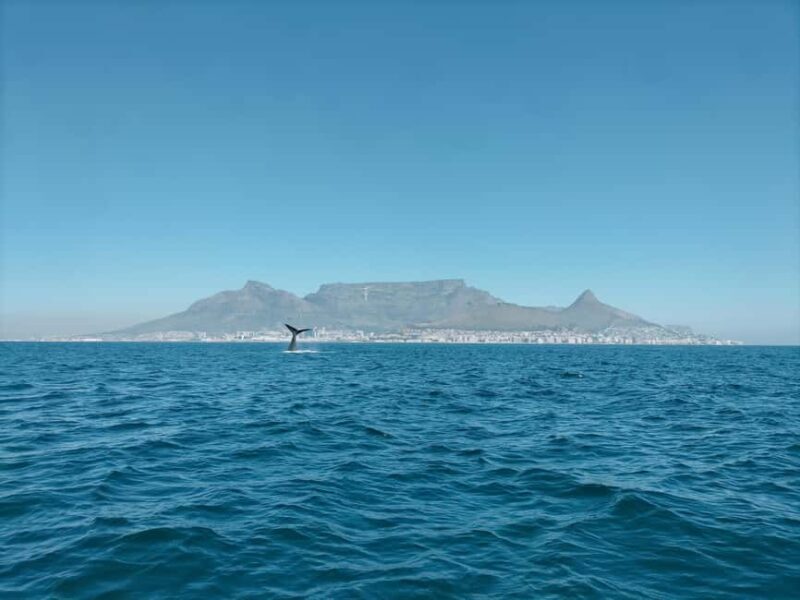 Cape Town: Marine Biologist Led Safari Tour - V&A Waterfront - Key Points