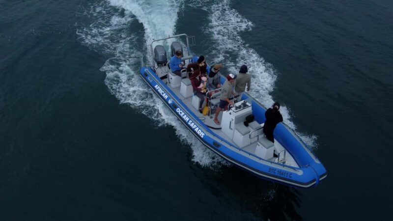 Cape Town: Marine Biologist Led Safari Tour - V&A Waterfront - The Experience in Detail