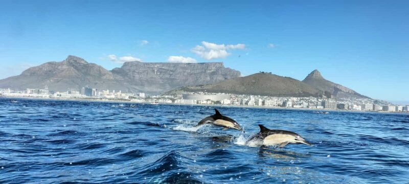 Cape Town: Marine Biologist Led Safari Tour - V&A Waterfront - The Sum Up
