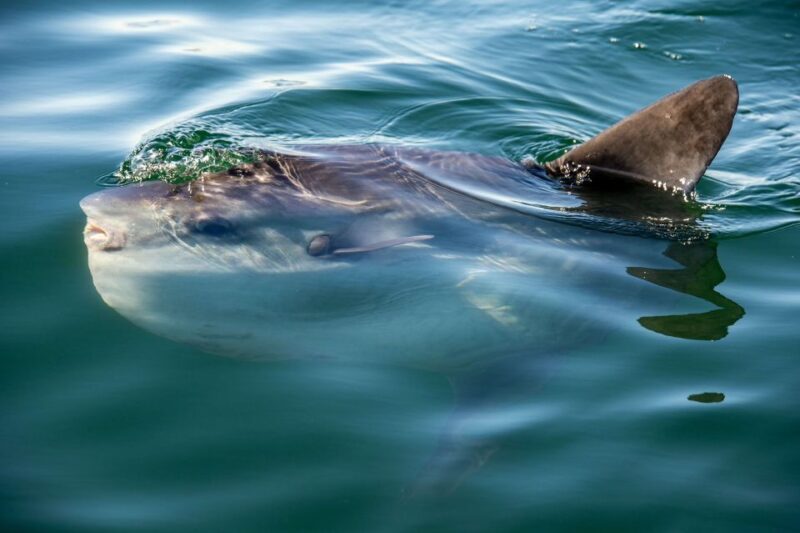 Cape Town: Marine Wildlife Cruise and City Tour - A Practical Breakdown of the Experience