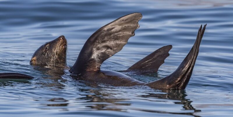 Cape Town: Marine Wildlife Tour from the V&A Waterfront - A Practical Guide to the Marine Wildlife Tour