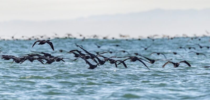Cape Town: Marine Wildlife Tour from the V&A Waterfront - The Value of the Experience
