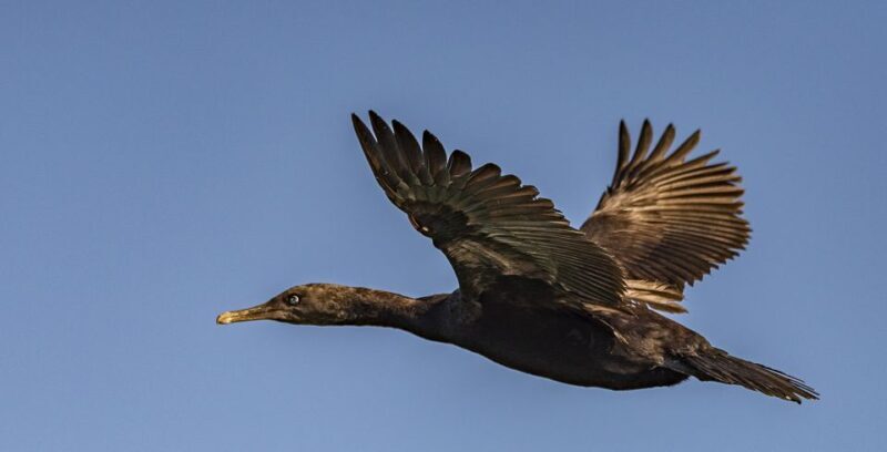 Cape Town: Marine Wildlife Tour from the V&A Waterfront - Why This Tour Stands Out