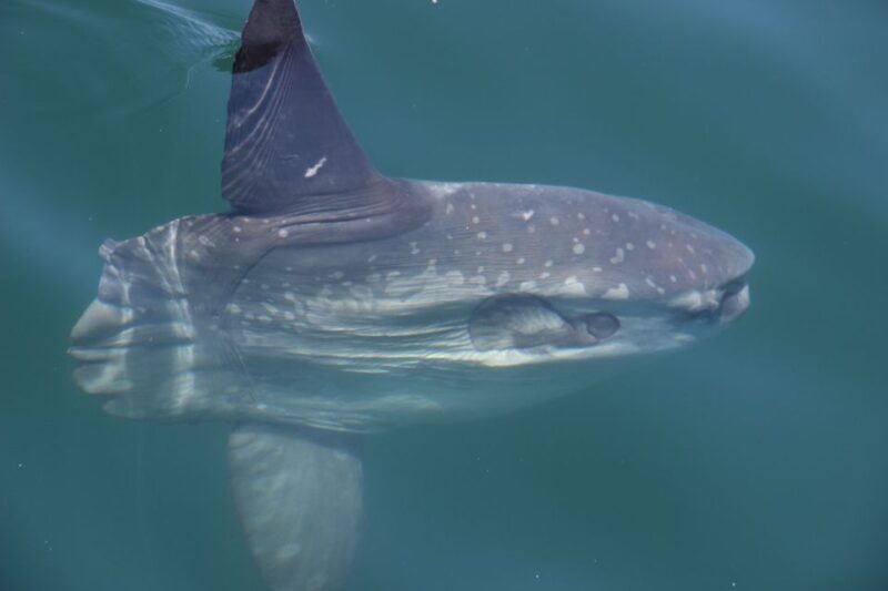 Cape Town: Marine Wildlife Tour from the V&A Waterfront - Who Should Book This Tour?