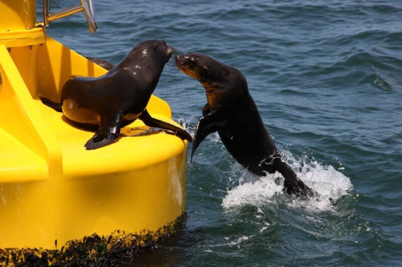 Cape Town: Marine Wildlife Tour from the V&A Waterfront - Final Thoughts