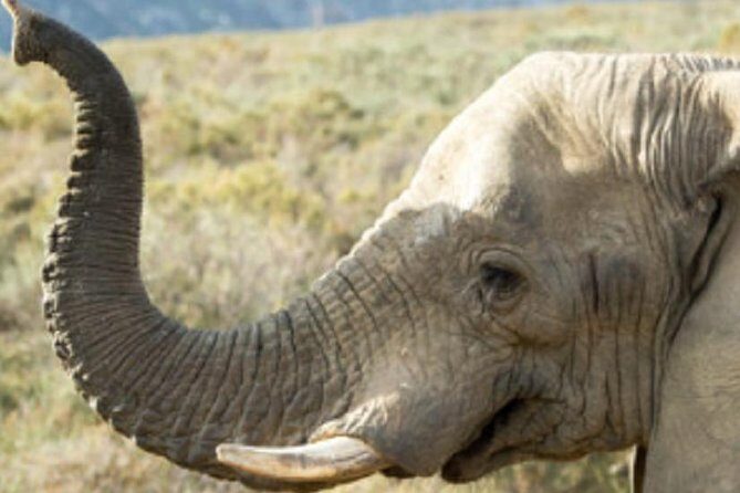 Cape Town Morning or Afternoon Safari Pick up Drop off Included - Why This Safari Offers Great Value