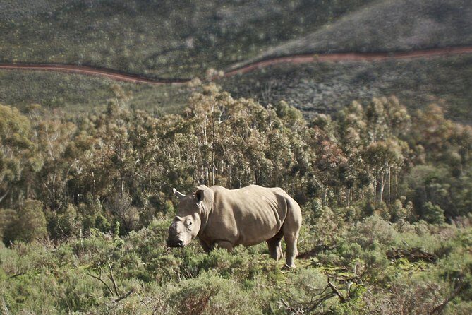 Cape Town Morning or Afternoon Safari Pick up Drop off Included - Final Thoughts