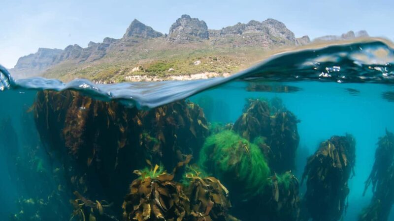 Cape Town: Ocean Safari in Hout Bay - A Closer Look at the Ocean Safari Experience