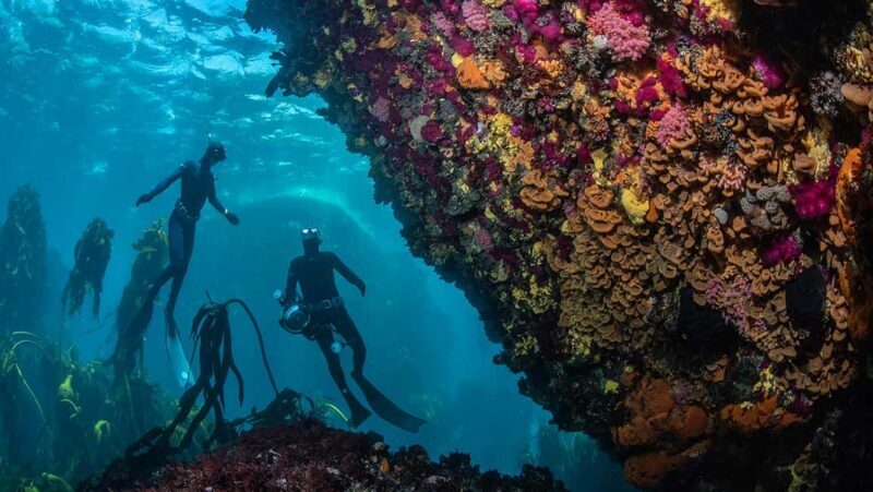 Cape Town: Ocean Safari in Hout Bay - The Sum Up: Who’s It Best For?