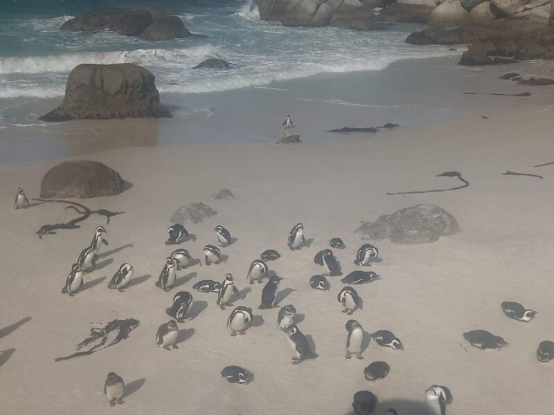 Cape Town: Penguins & Cape of Good Hope Half-Day Tour - Exploring the Itinerary: What You Can Expect