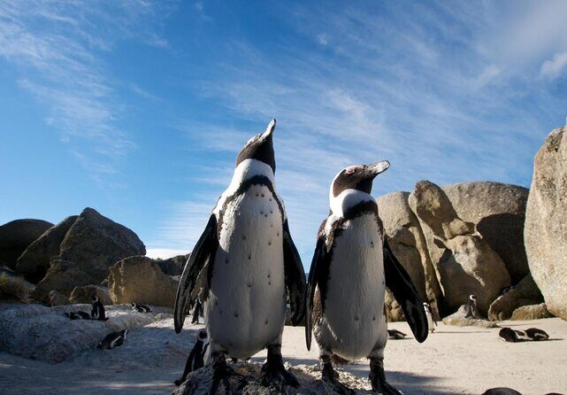 Cape Town Peninsula Day Tour ( Cape Point/Boulders/Wine Tasting) - Key Points